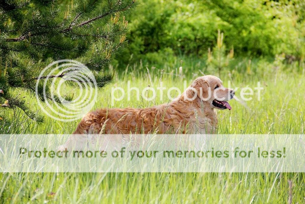 Dog picture