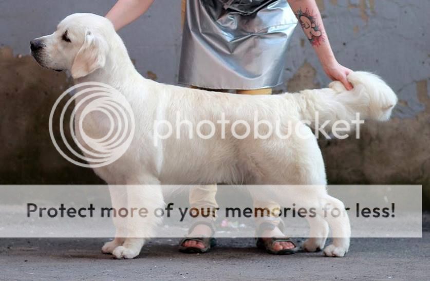 Dog picture