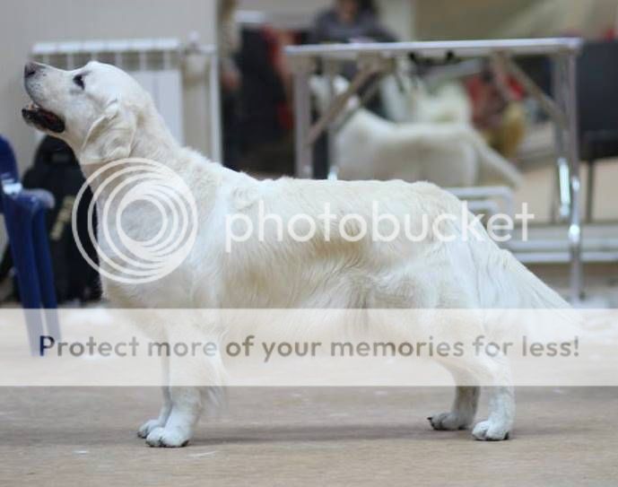 Dog picture