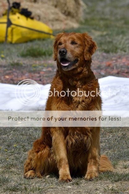 Dog picture