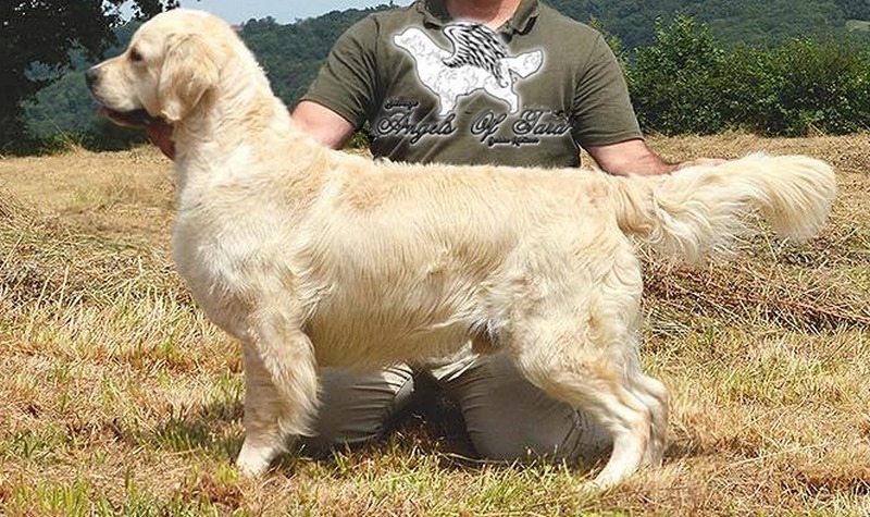 Dog picture