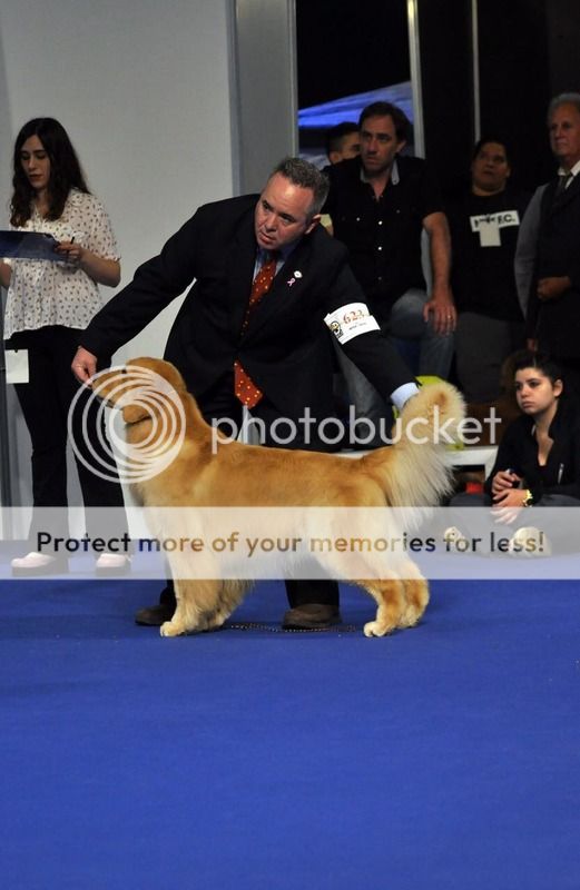 Dog picture