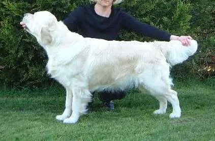 Dog picture