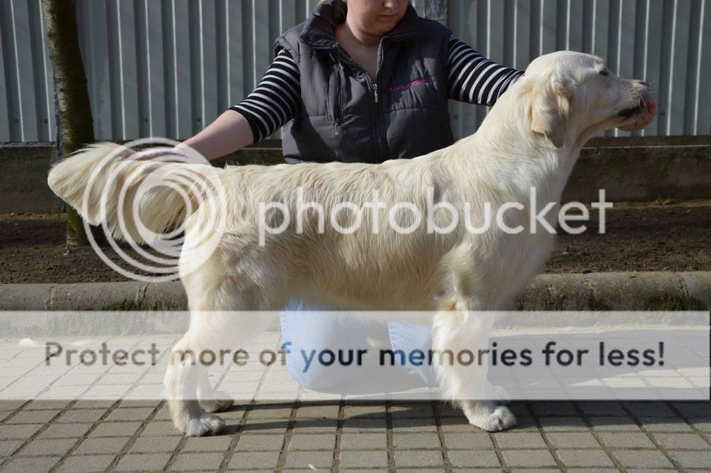 Dog picture