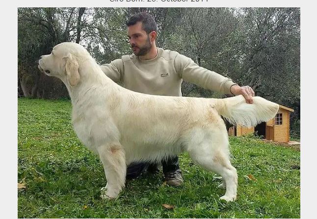 Dog picture