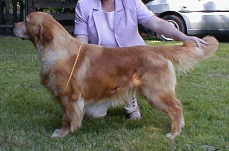 Dog picture