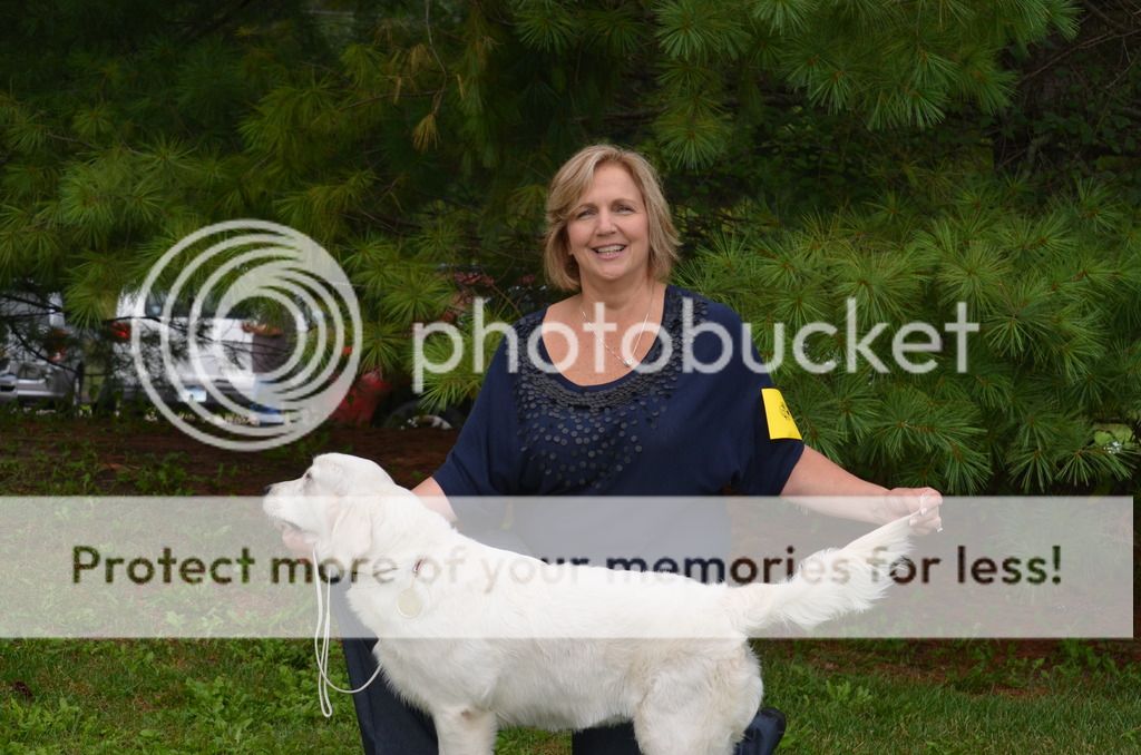 Dog picture