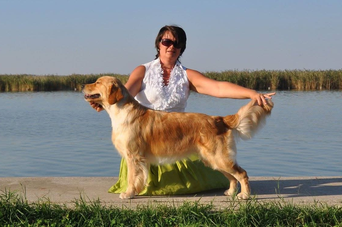 Dog picture