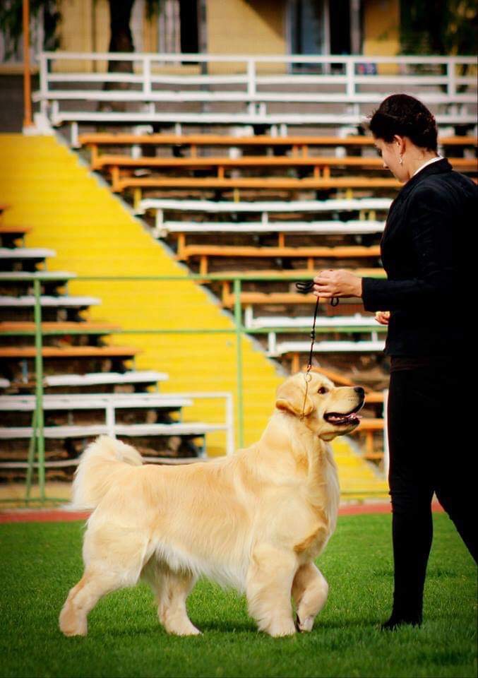 Dog picture