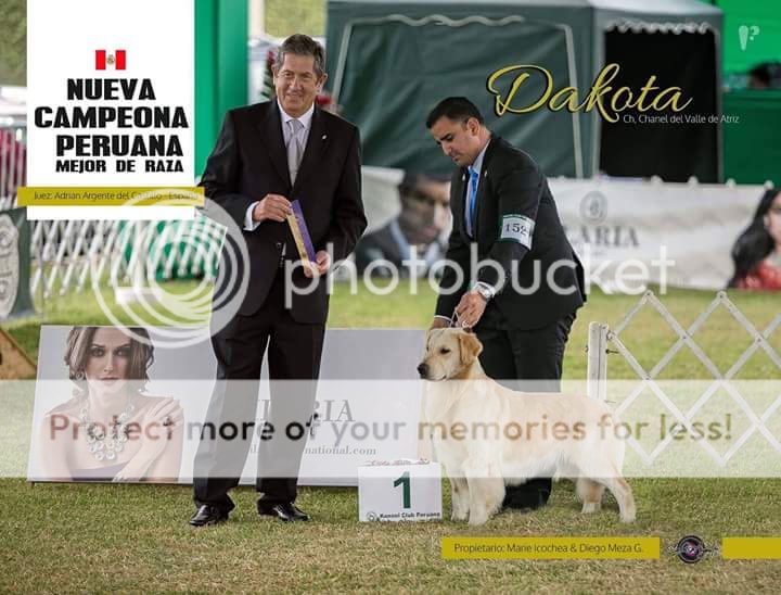 Dog picture