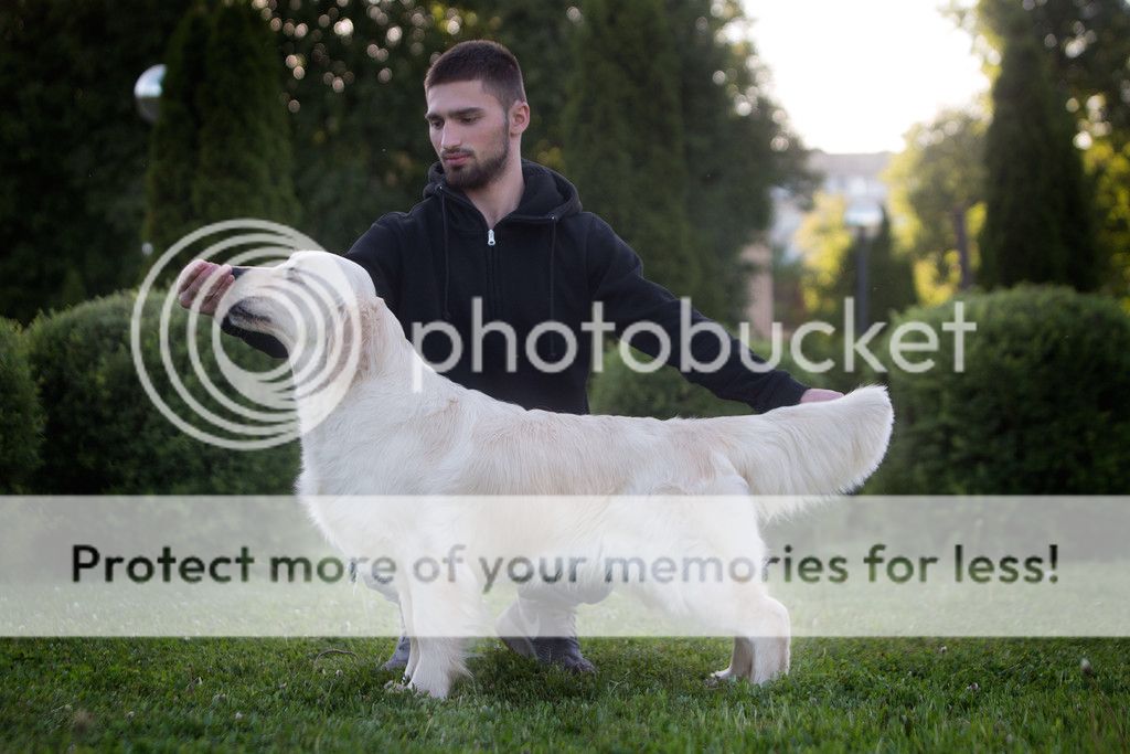Dog picture