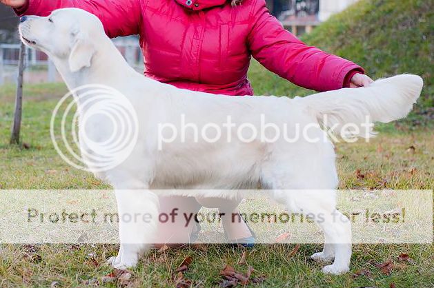 Dog picture