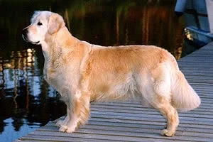 Dog picture