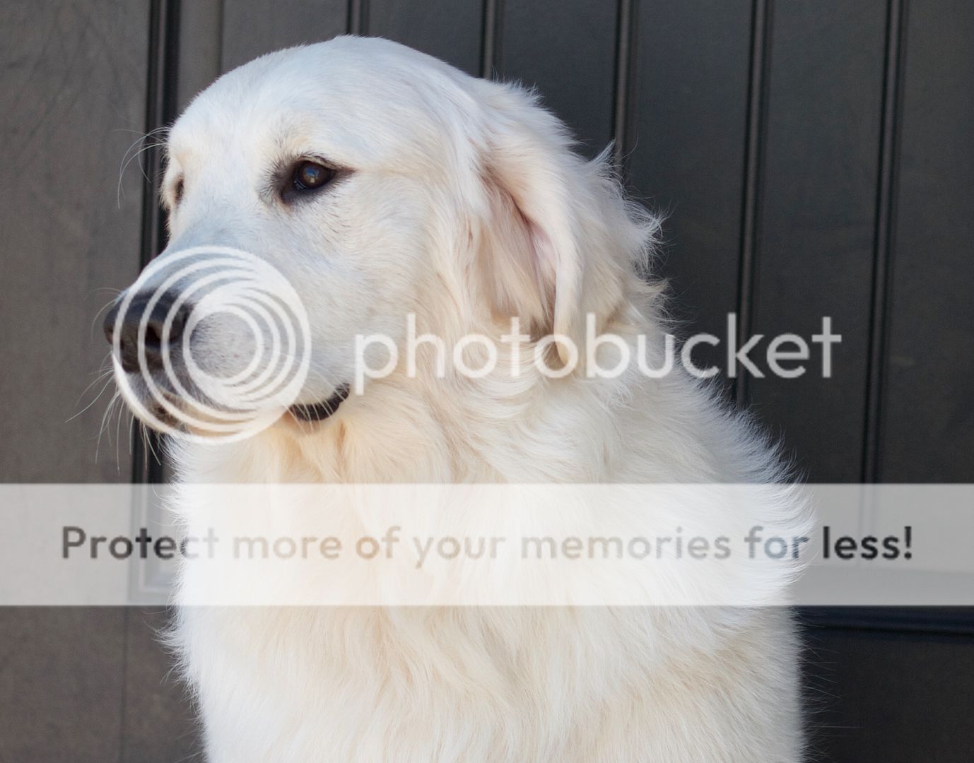Dog picture