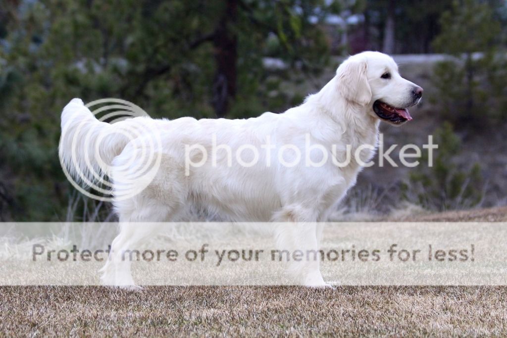 Dog picture