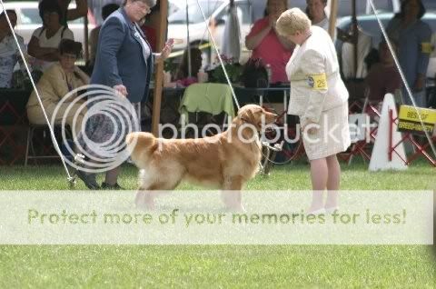 Dog picture