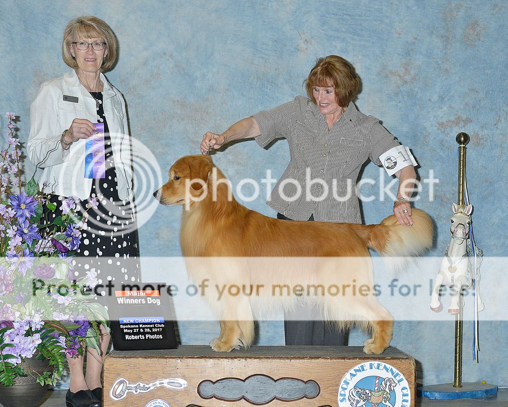 Dog picture