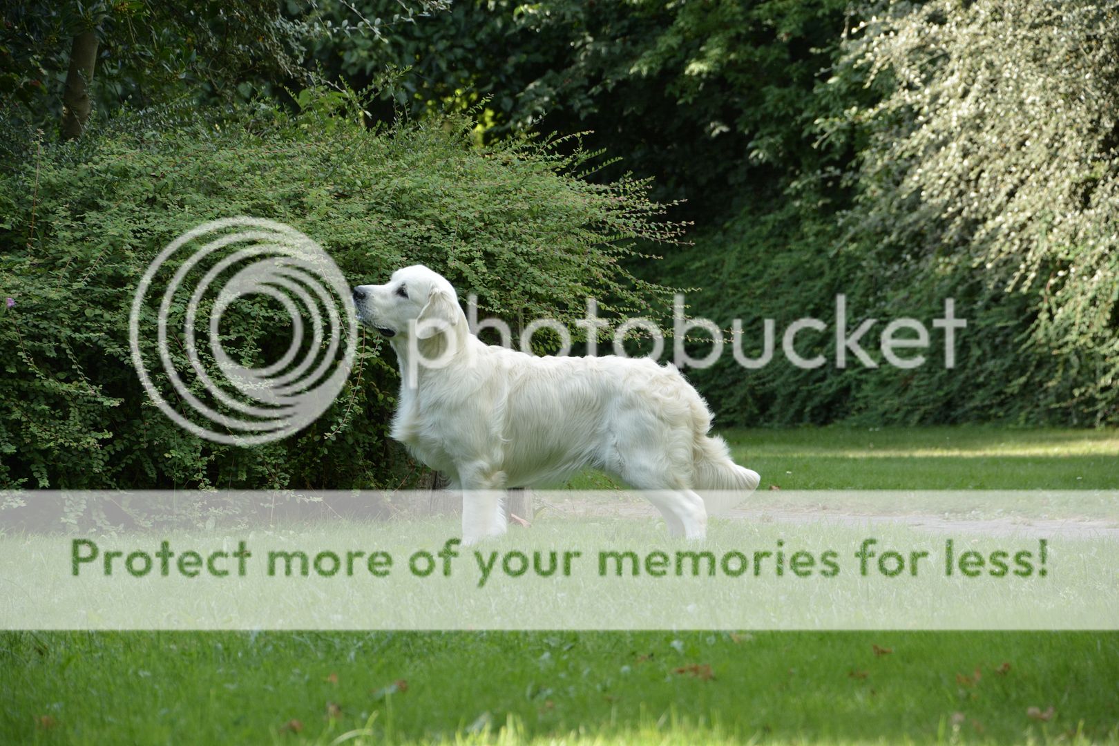 Dog picture