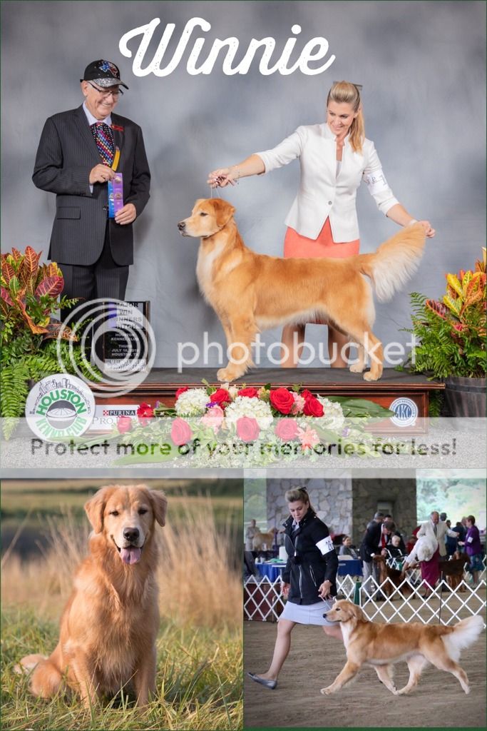 Dog picture