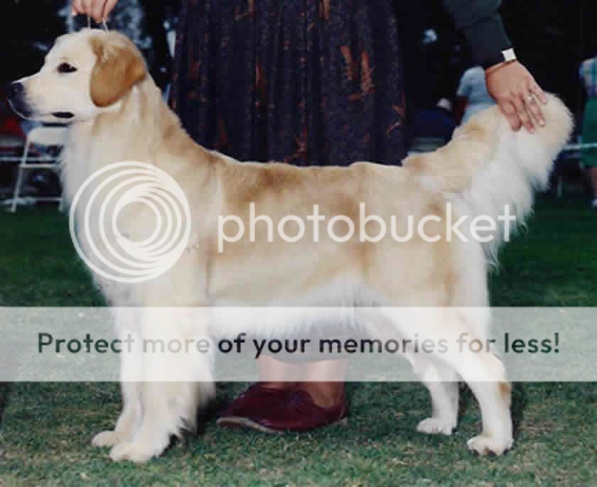 Dog picture