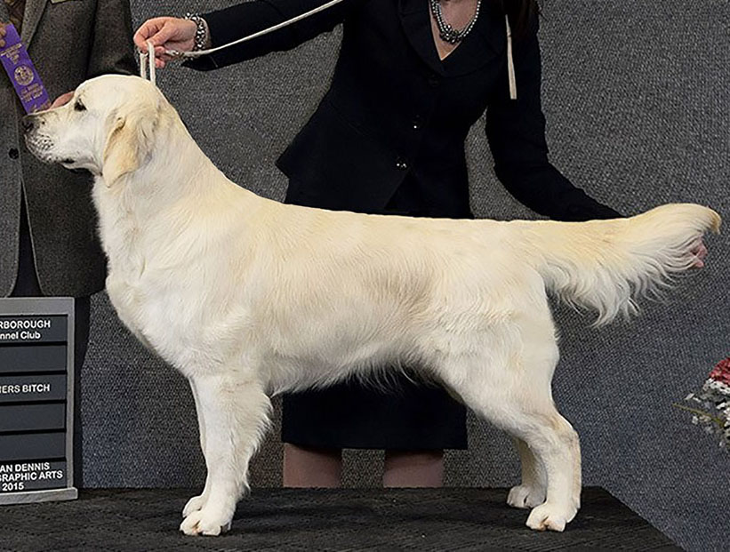 Dog picture
