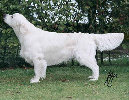 Dog picture