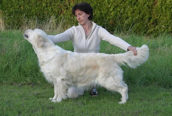 Dog picture