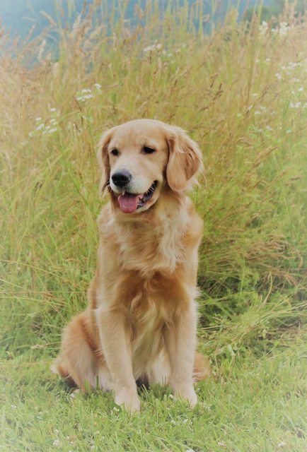 Dog picture