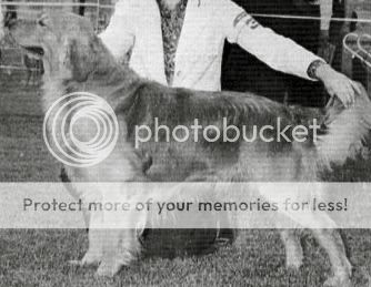 Dog picture
