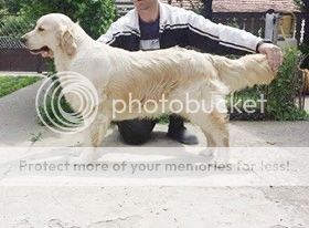 Dog picture