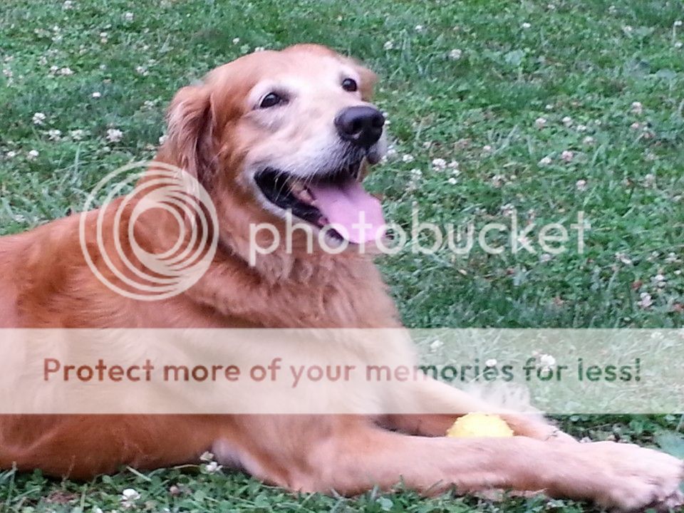 Dog picture