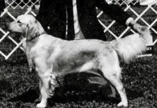 Dog picture