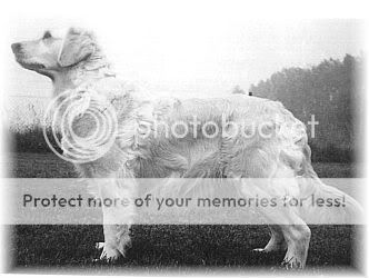 Dog picture