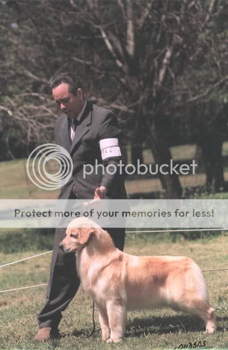 Dog picture