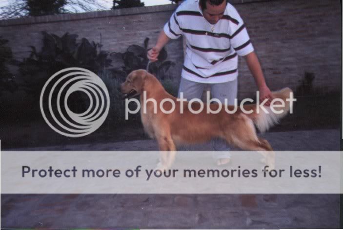 Dog picture