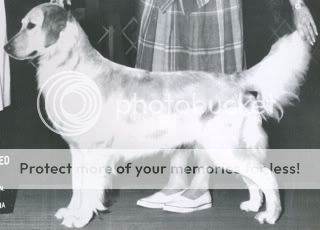 Dog picture