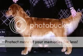 Dog picture