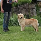 Dog picture