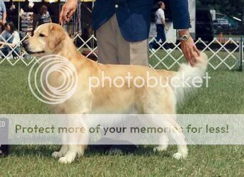 Dog picture