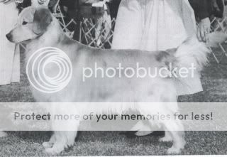 Dog picture