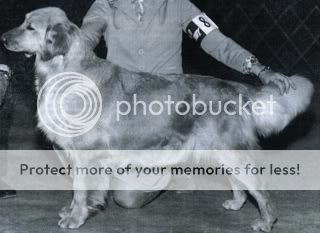 Dog picture