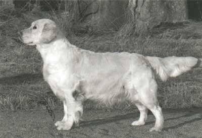 Dog picture