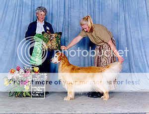 Dog picture