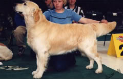 Dog picture