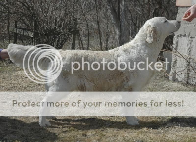 Dog picture