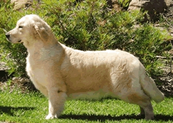 Dog picture