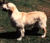 Dog picture