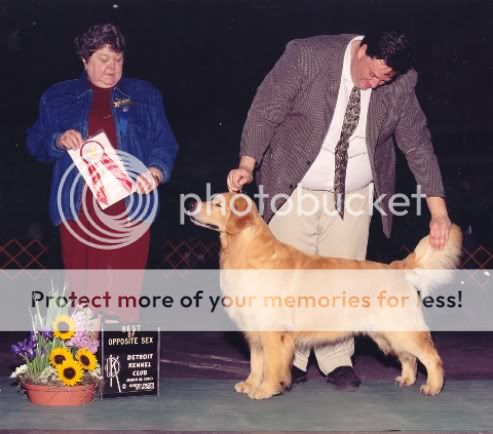Dog picture