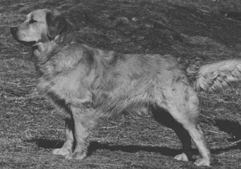 Dog picture