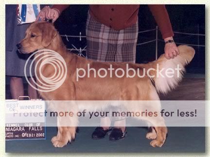 Dog picture